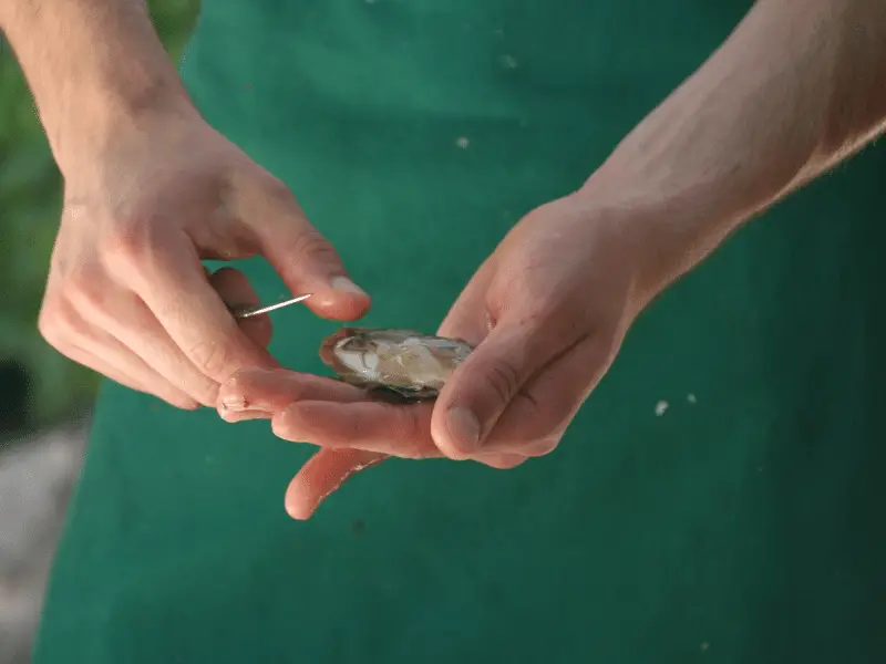 peeling oysters